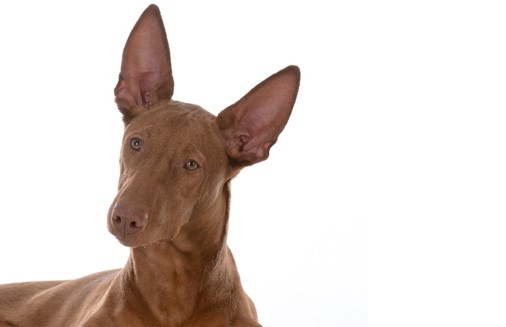 image of Pharaoh Hound