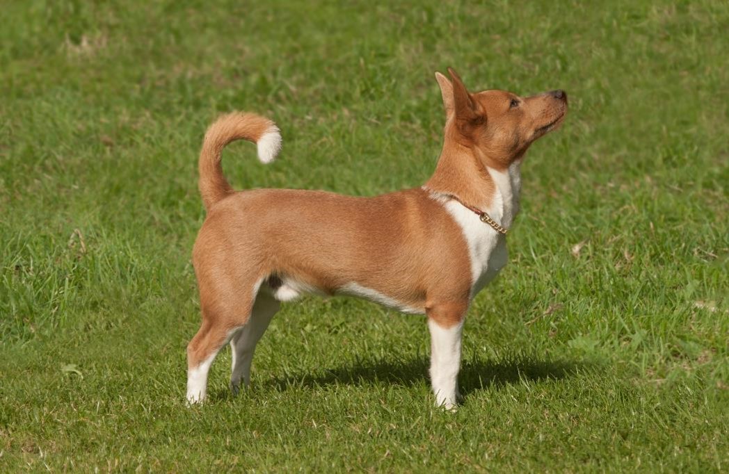 image of Portuguese Pondengo