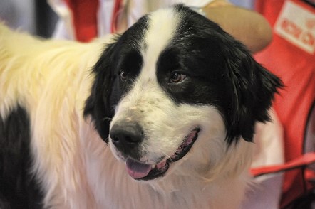 image of Pyrenean Mastiff