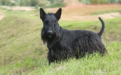 image of Scottish Terrier