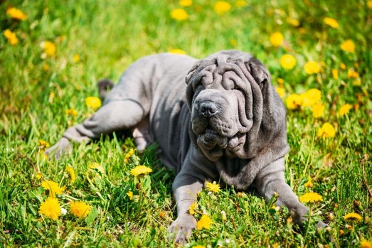 image of Shar-Pei