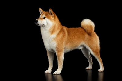 image of Japanese Shiba Inu