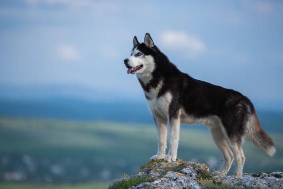 image of Siberian Husky