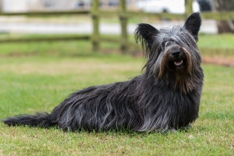 image of Skye Terrier