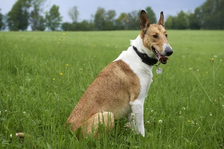 image of Smooth Collie