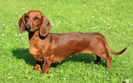 image of Dachshund (Smooth-Haired)