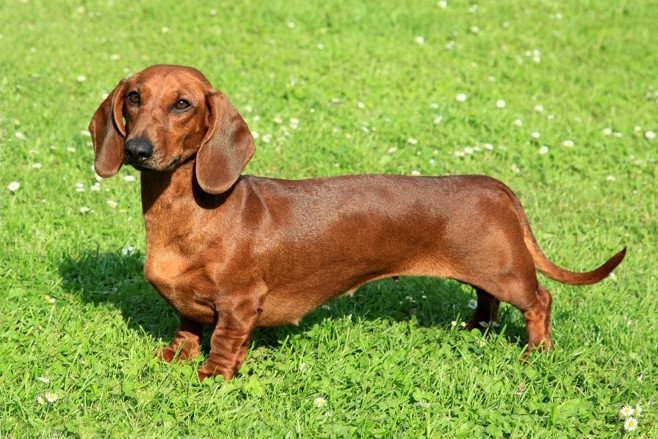 image of Dachshund (Smooth-Haired)