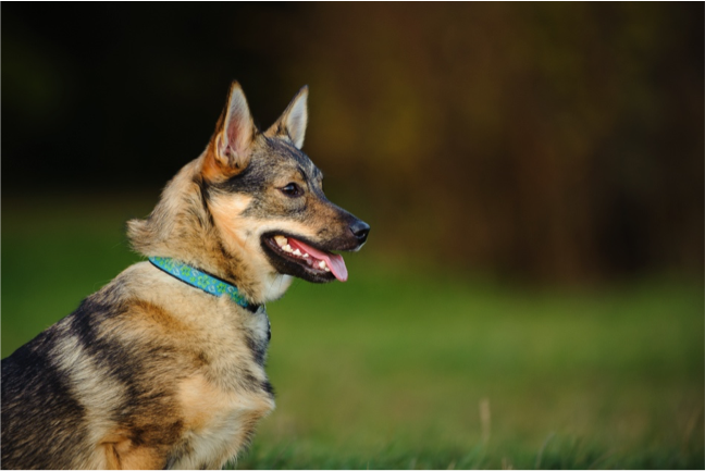 image of Swedish Vallhund