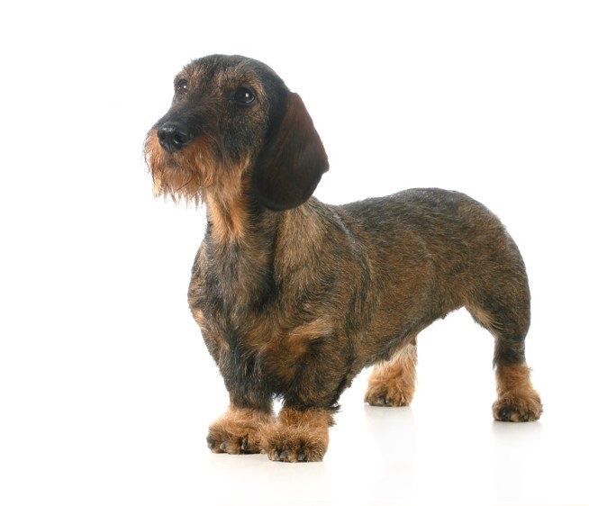 image of Dachshund (Wire-Haired)