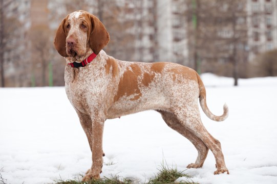 image of Bracco Italiano