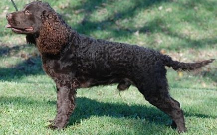 image of American Water Spaniel