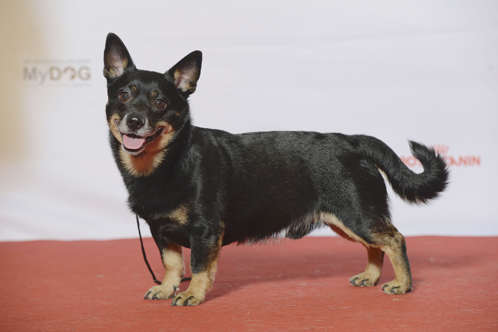 image of Lancashire Heeler