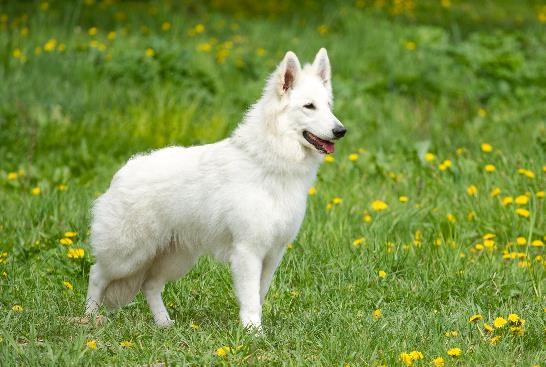image of White Swiss Shepherd Dog