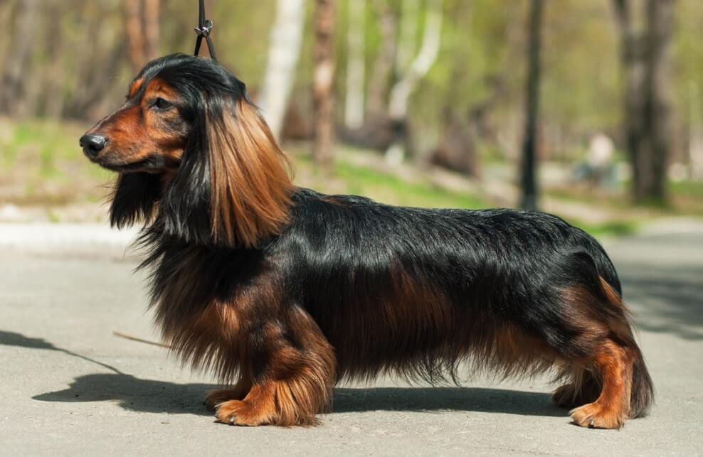 image of Dachshund (Long-Haired)