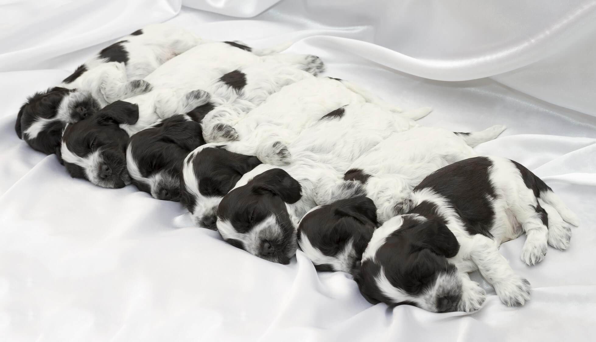 Litter of puppies sleeping