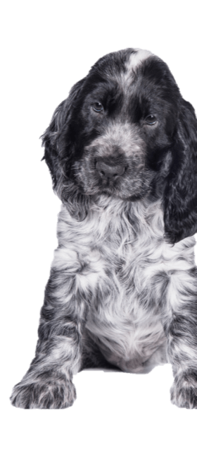 Blue roan cocker spaniel puppy sitting down