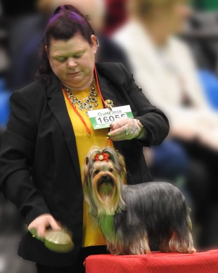 Yorkshire terrier breeder showing her dog