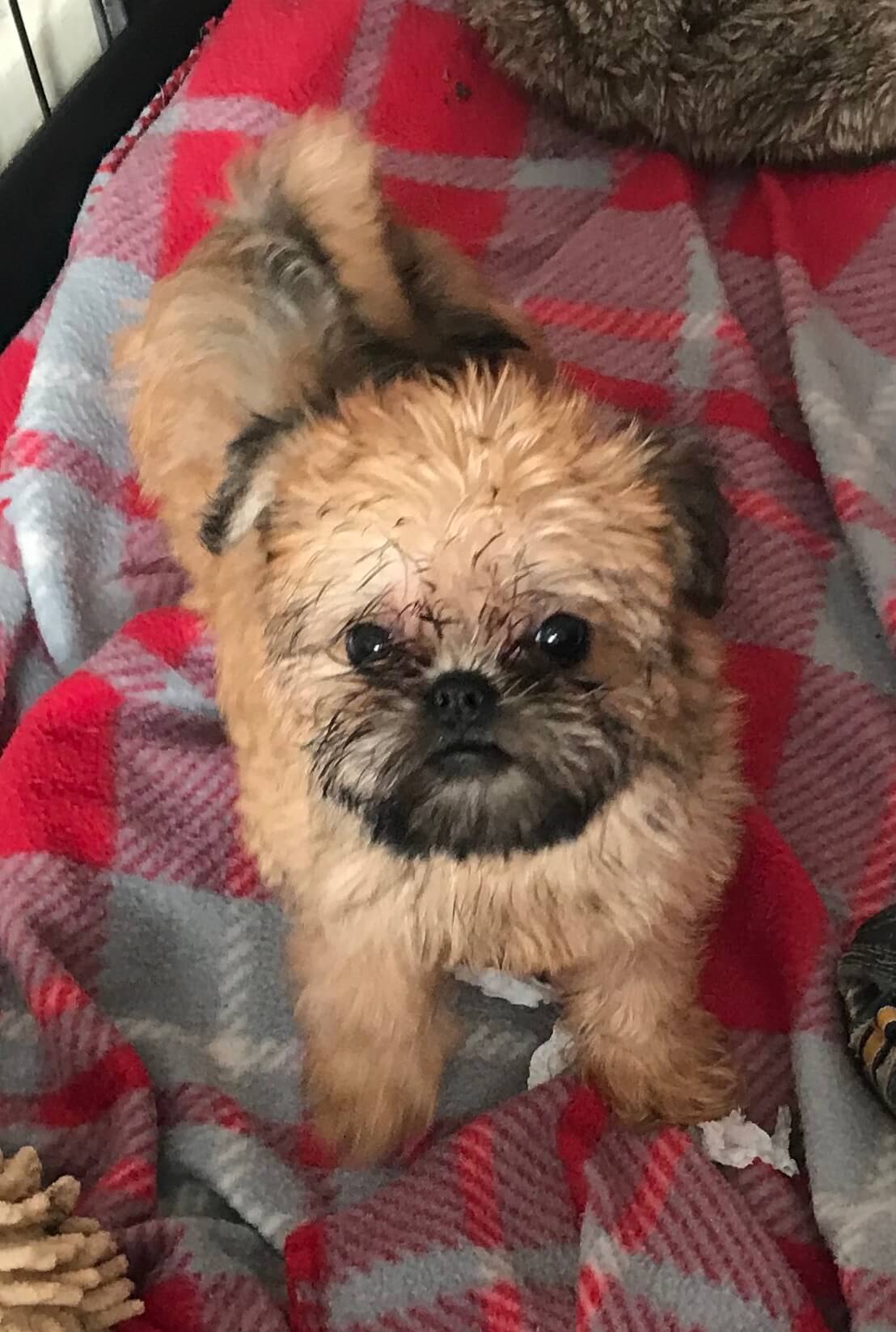 Griffon Bruxellois standing