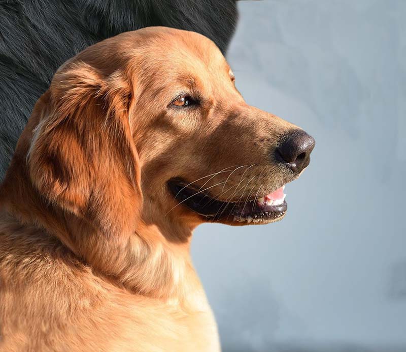 Mum of Hovawart puppies