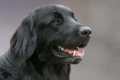 Dad of Hovawart puppies