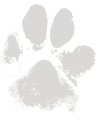 dog paw print