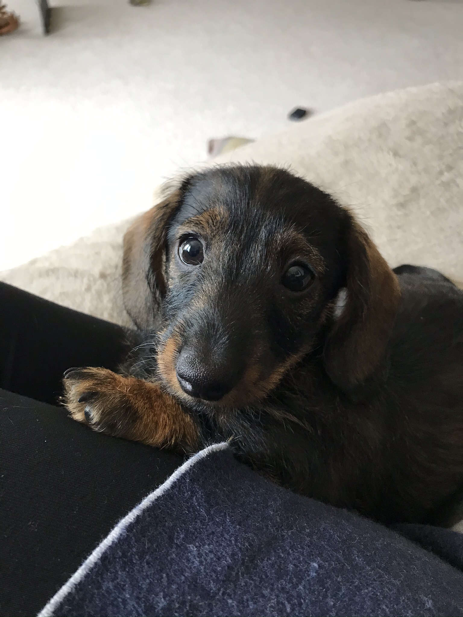 Dachshund (Miniature WireHaired) Puppy Choices
