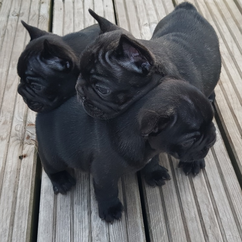 puppies for sale