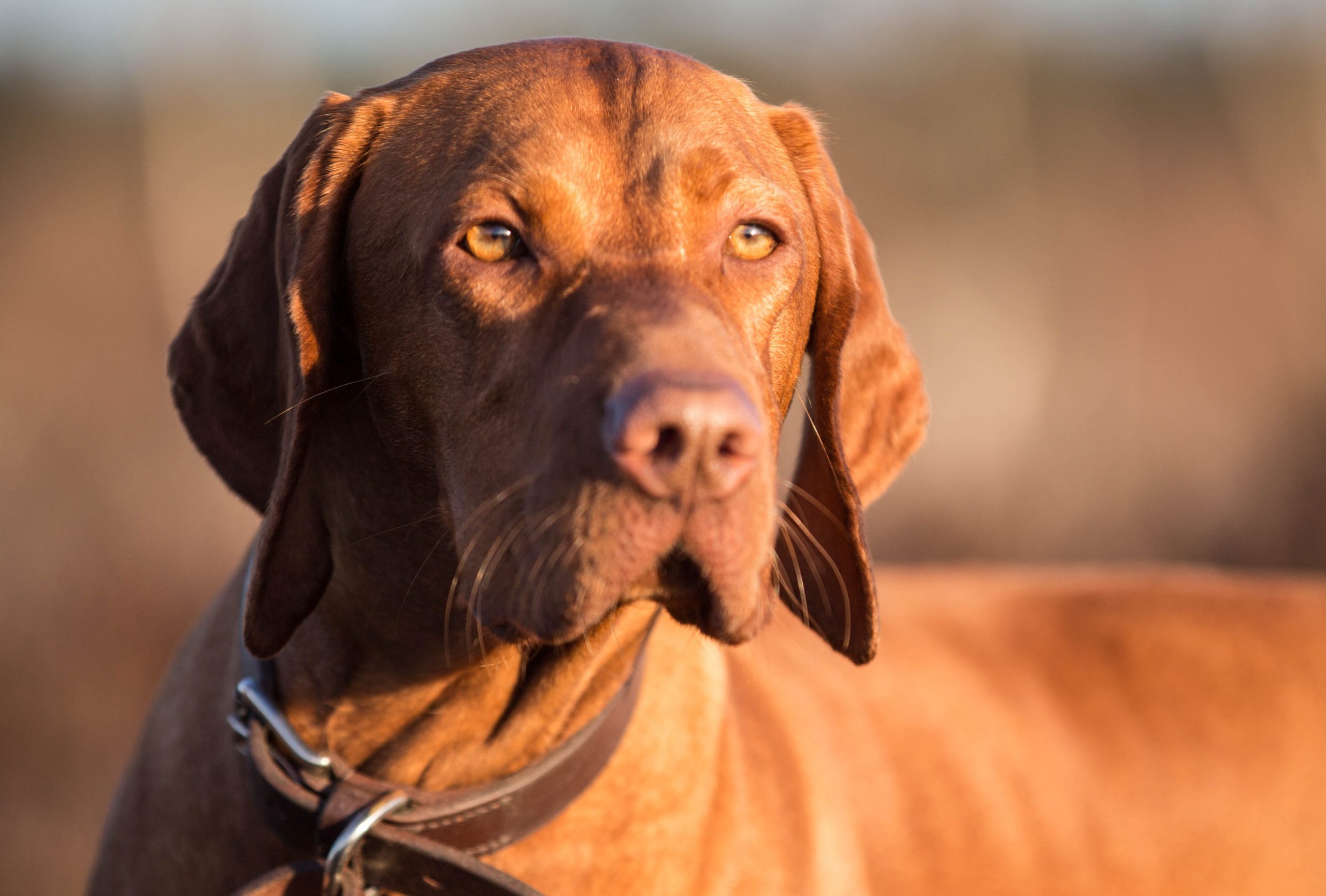 Stud Dog Directory Puppy Choices