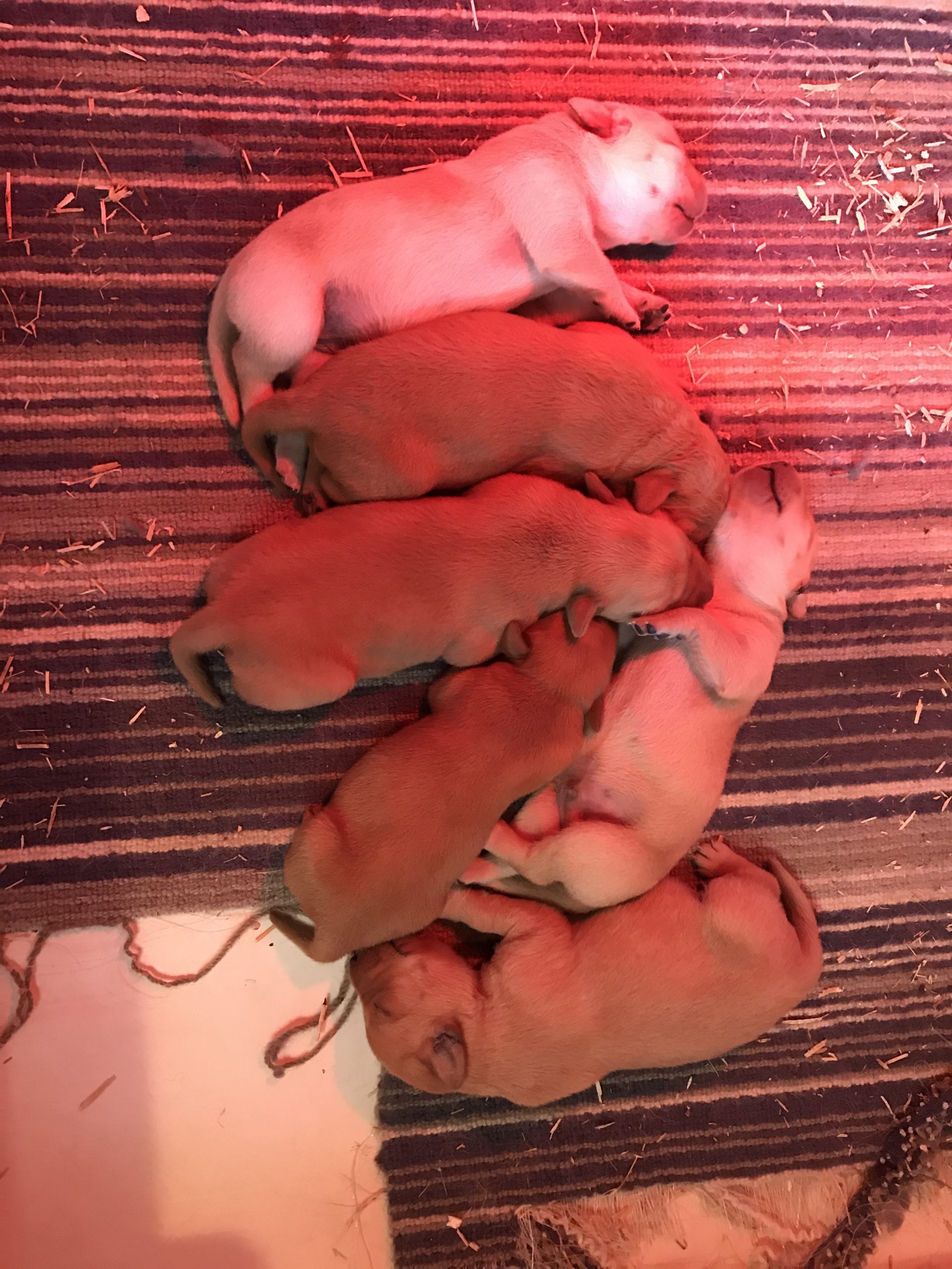 kc registered labradors for sale