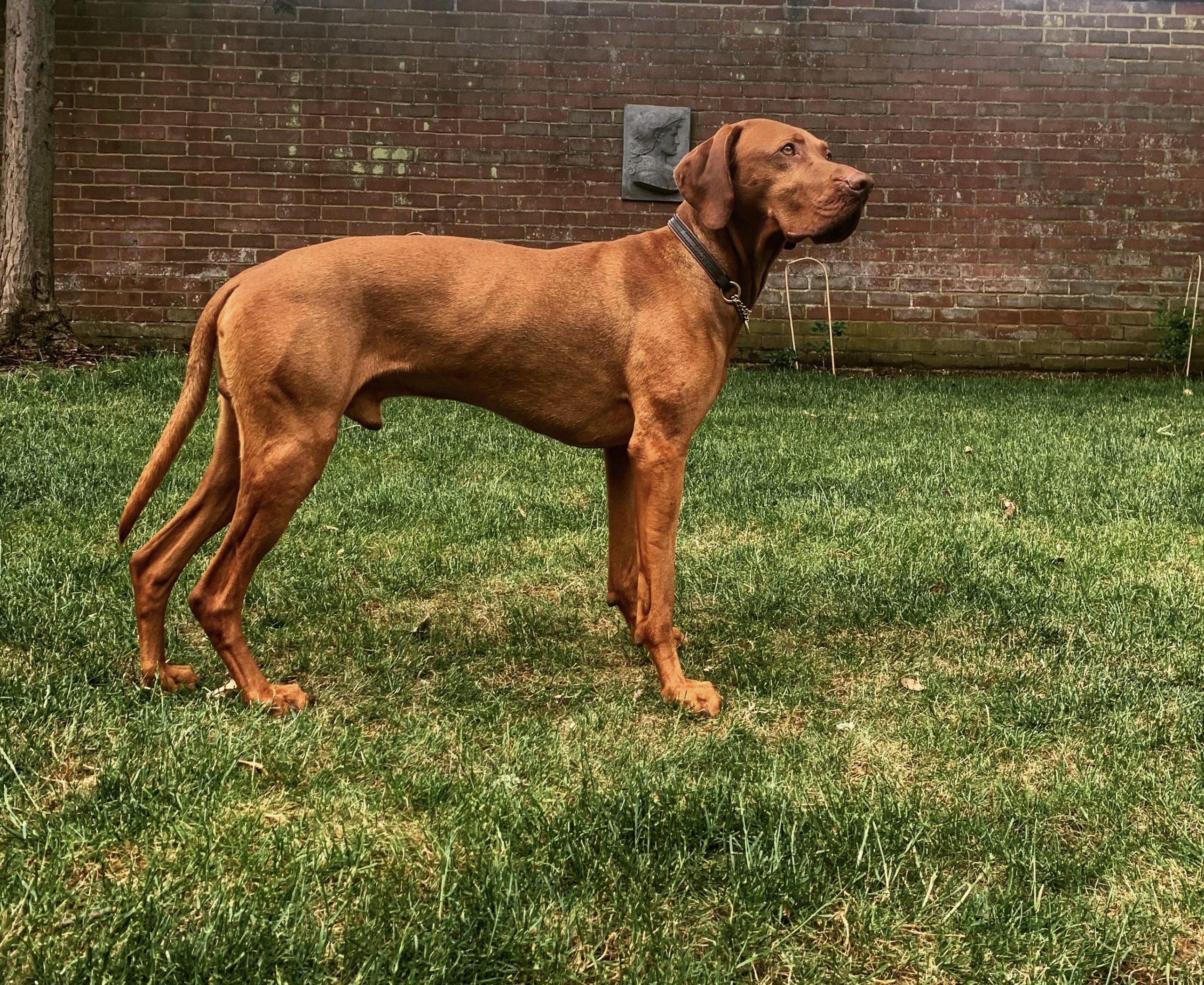breeder