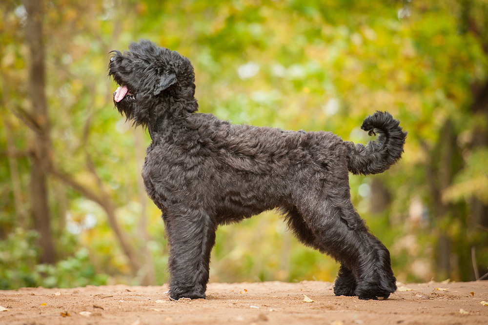 image of Russian Black Terrier