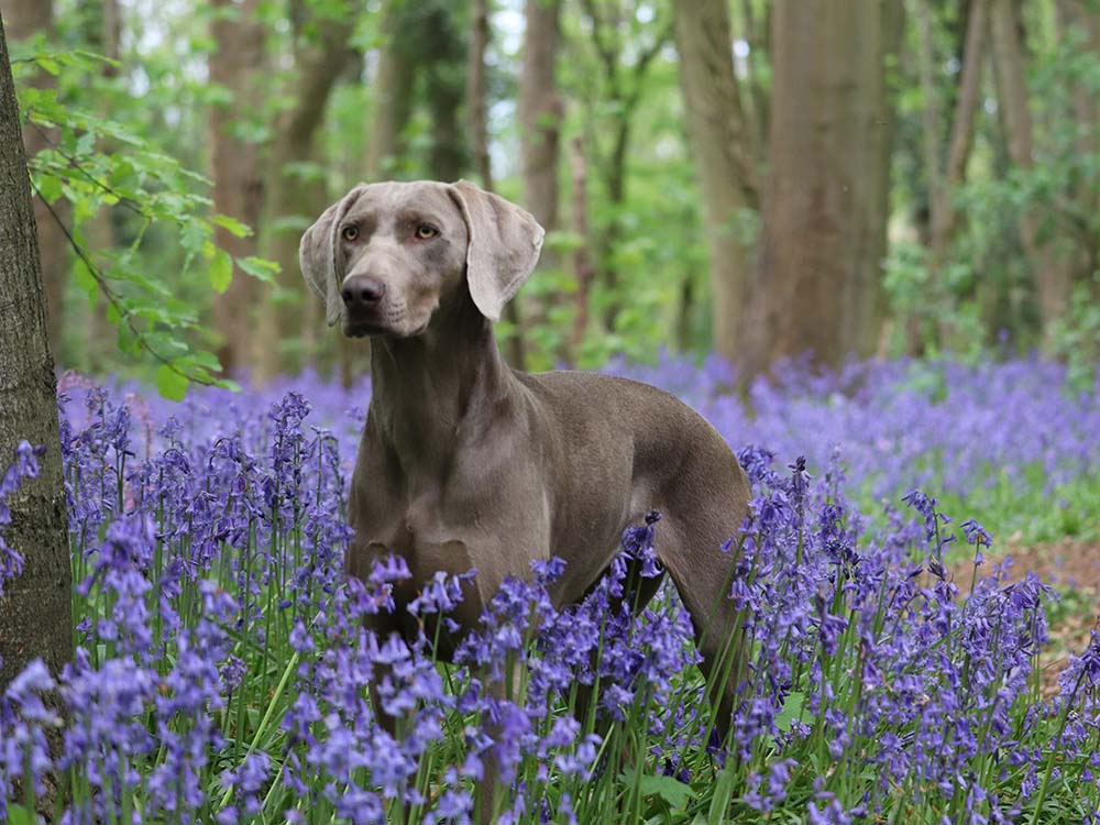 image of Weimaraner