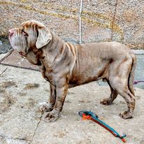 breeder