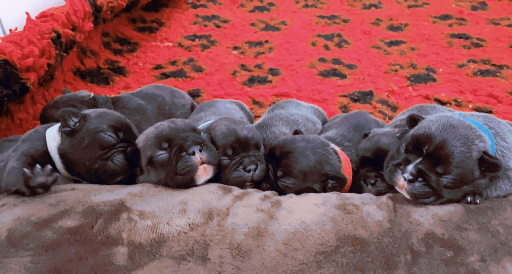 puppies for sale