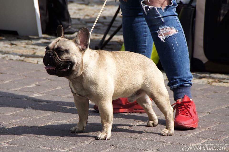 Dad of  puppies