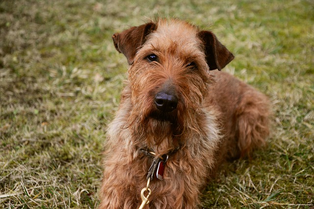 Irish Terrier Puppies Archives - Puppy Choices
