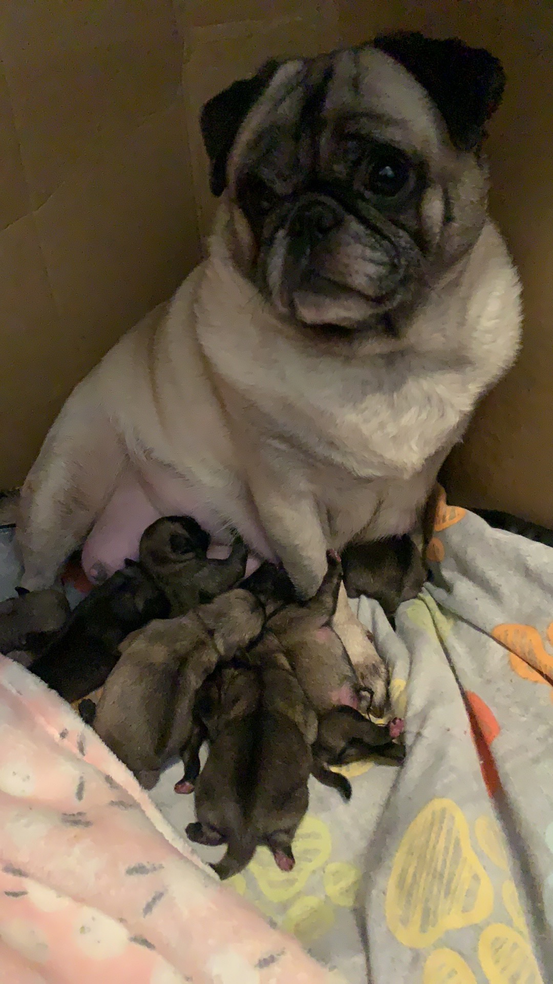 Mum of  puppies