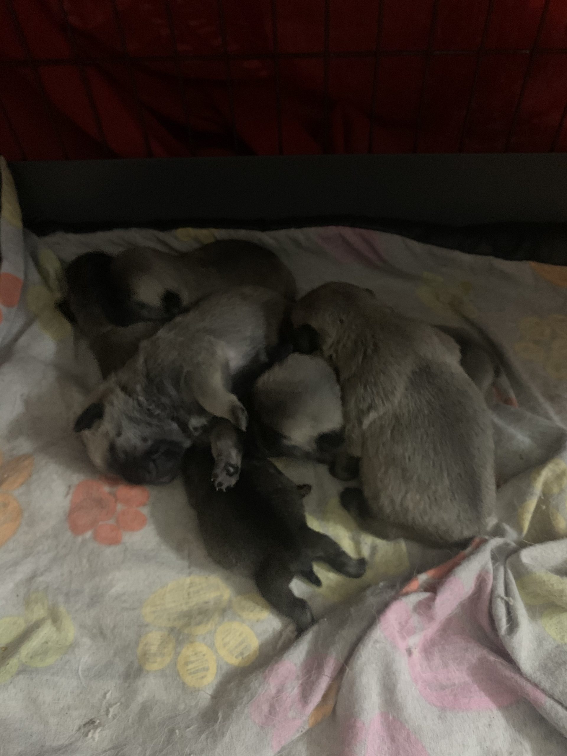 puppies for sale