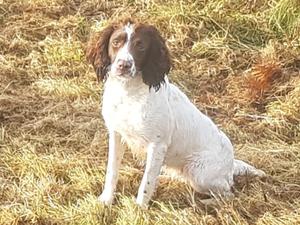 springer spaniel