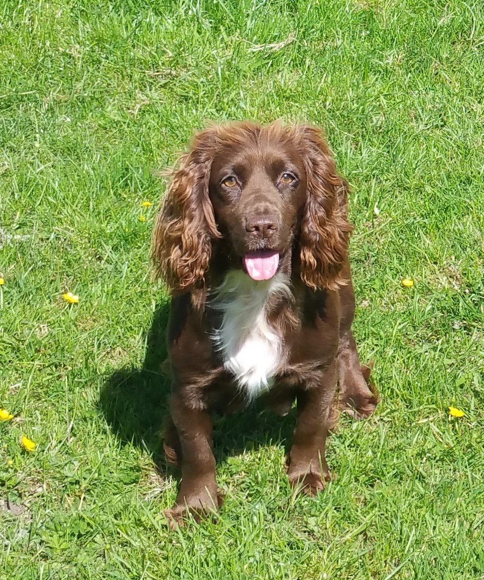 Working Cocker Spaniel pups Puppy Choices