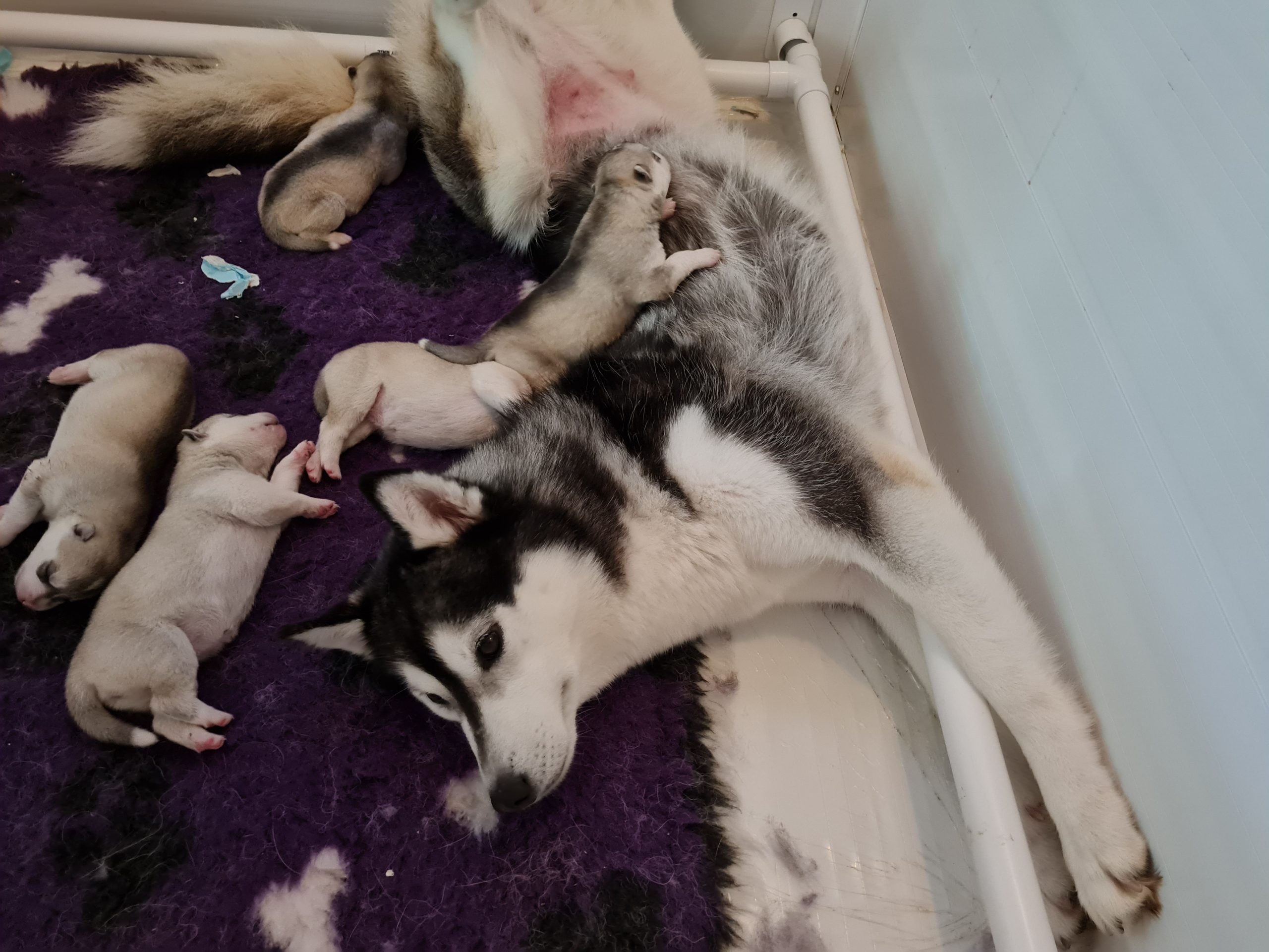 Mum of  puppies