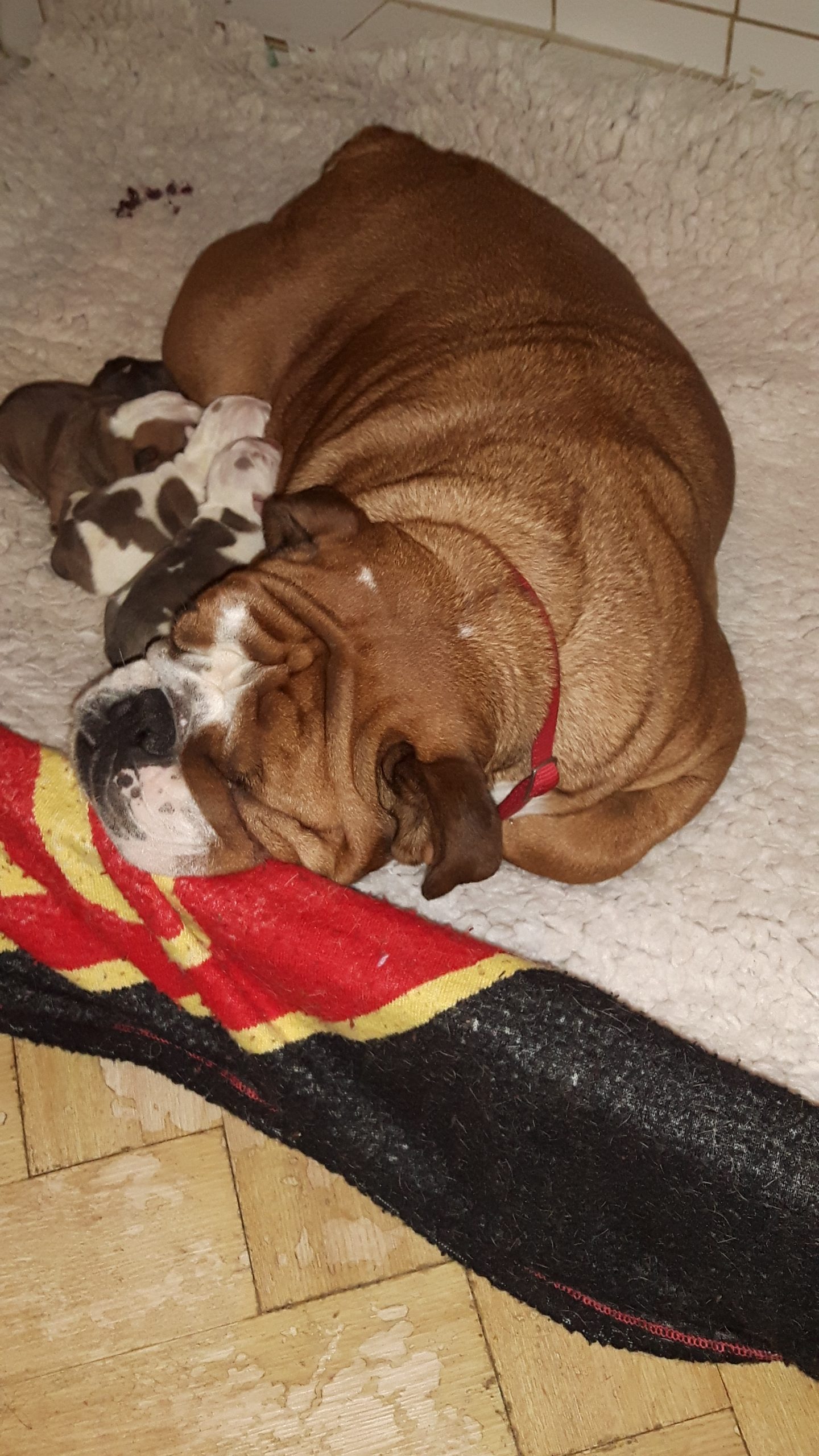 Mum of  puppies