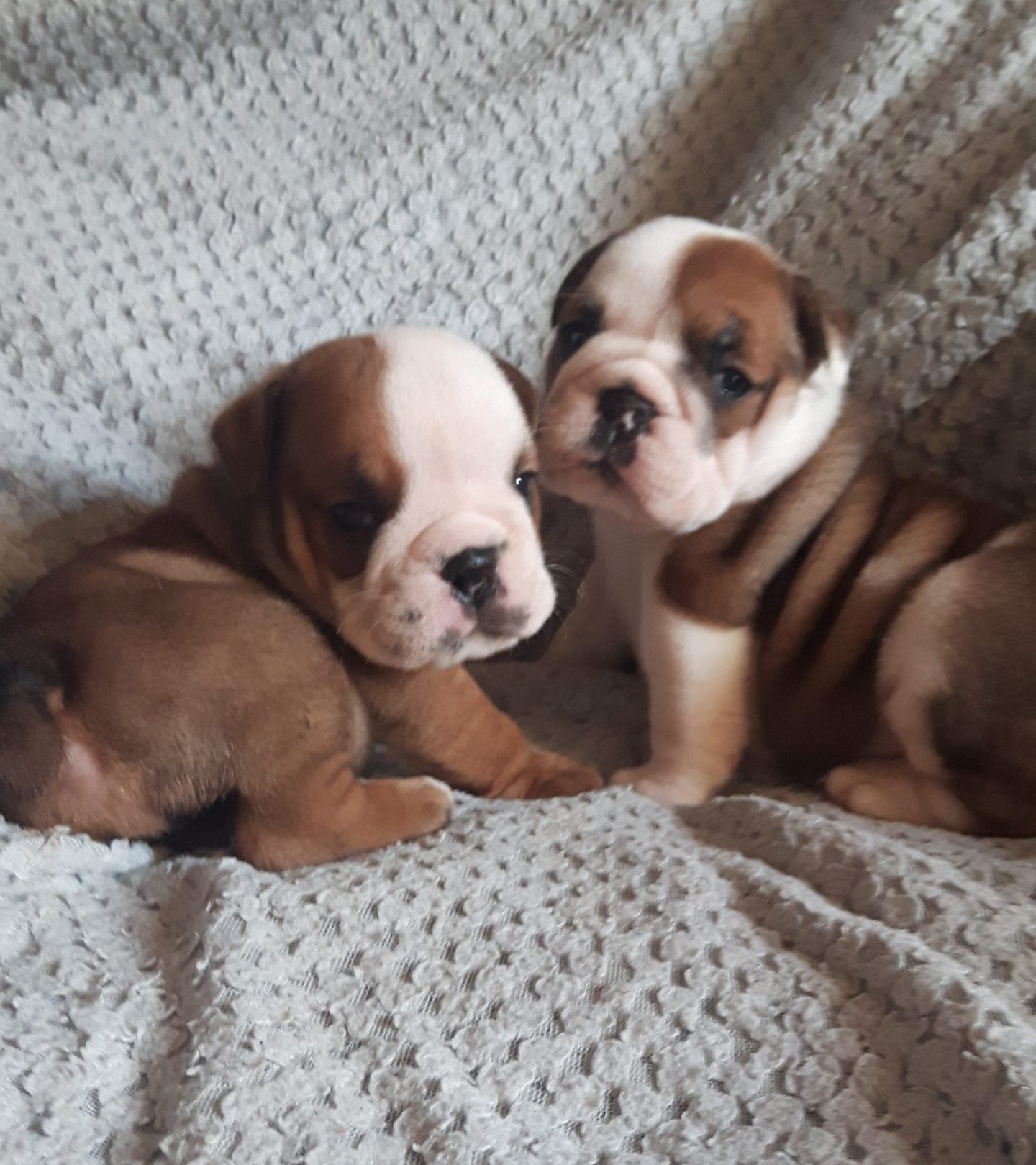 puppies for sale