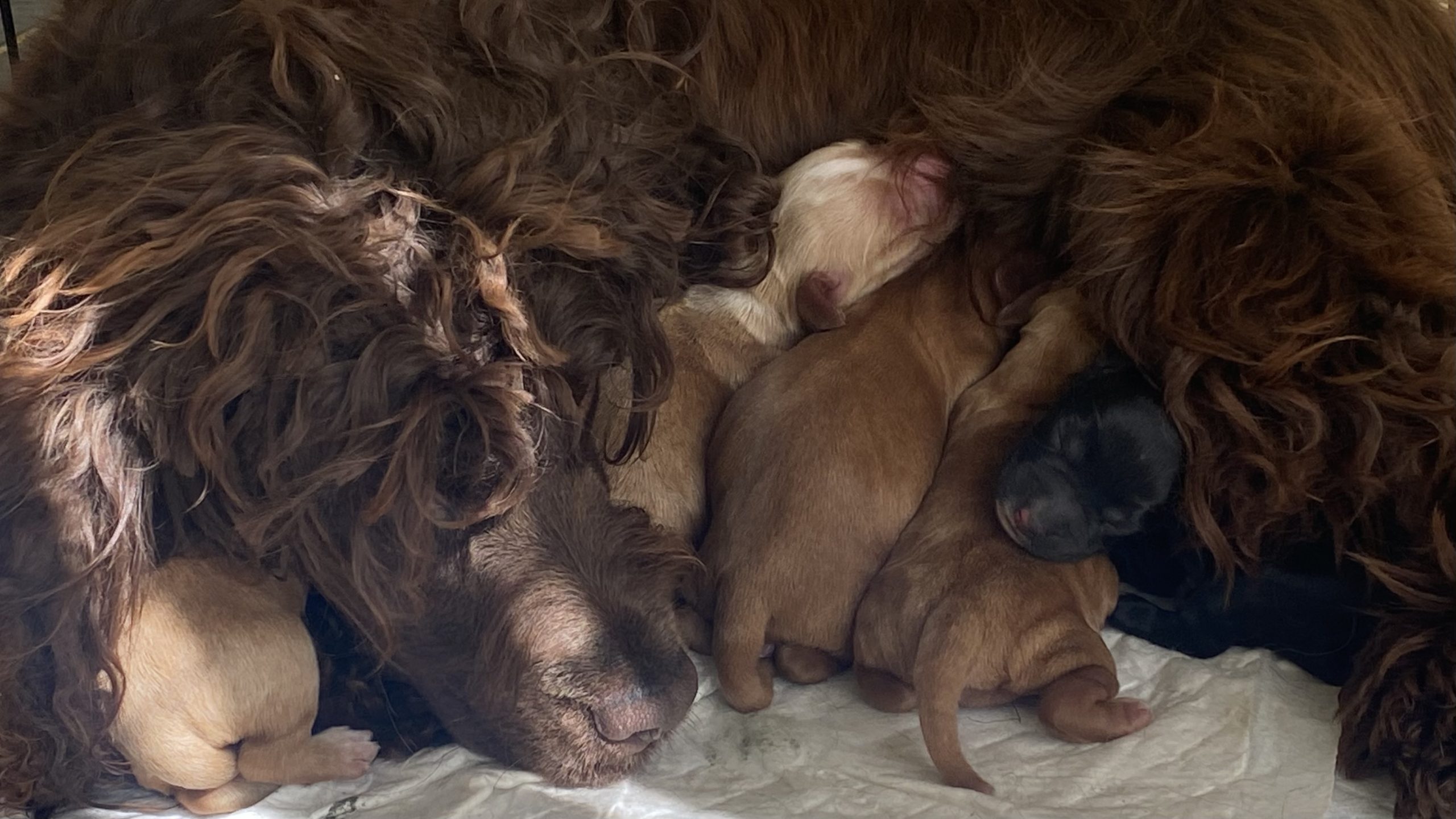 Mum of  puppies