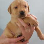 labrador retriever puppies for sale