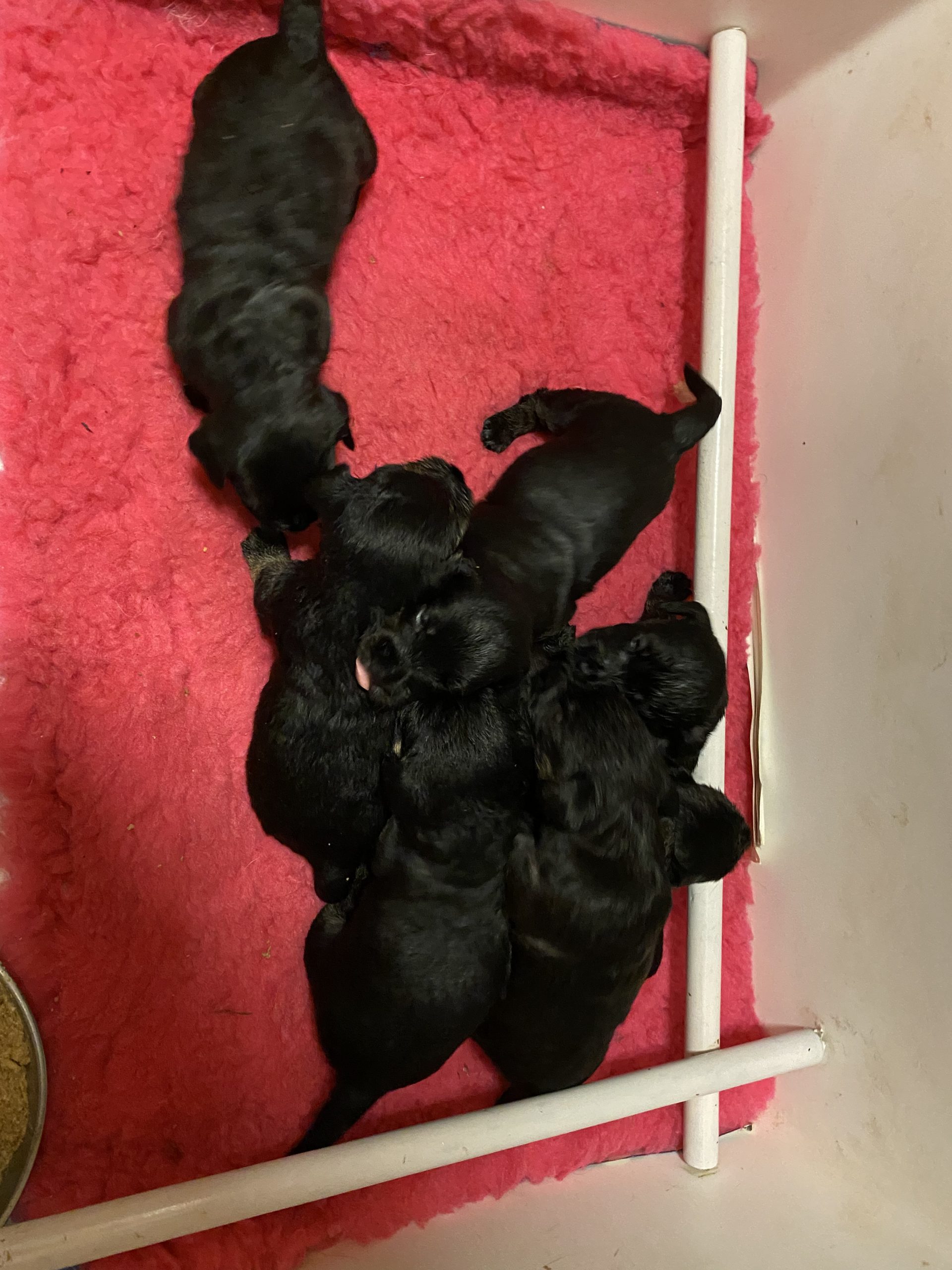 puppies for sale