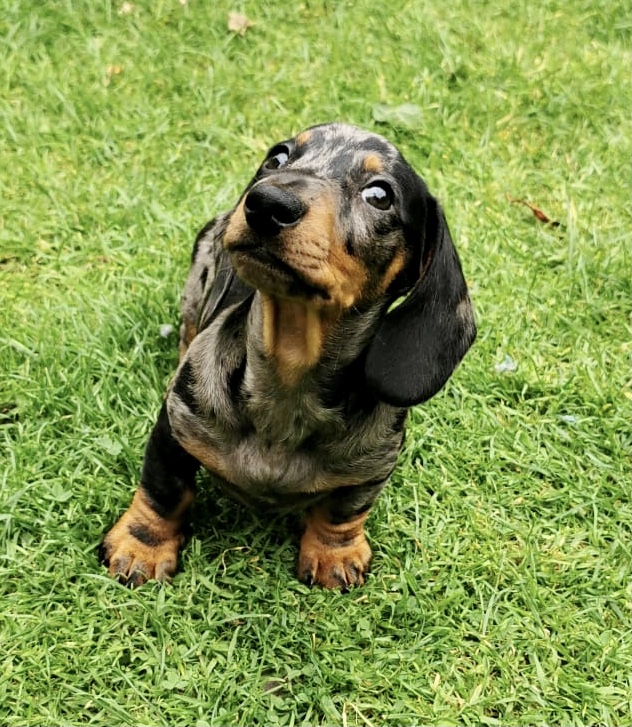 puppies for sale