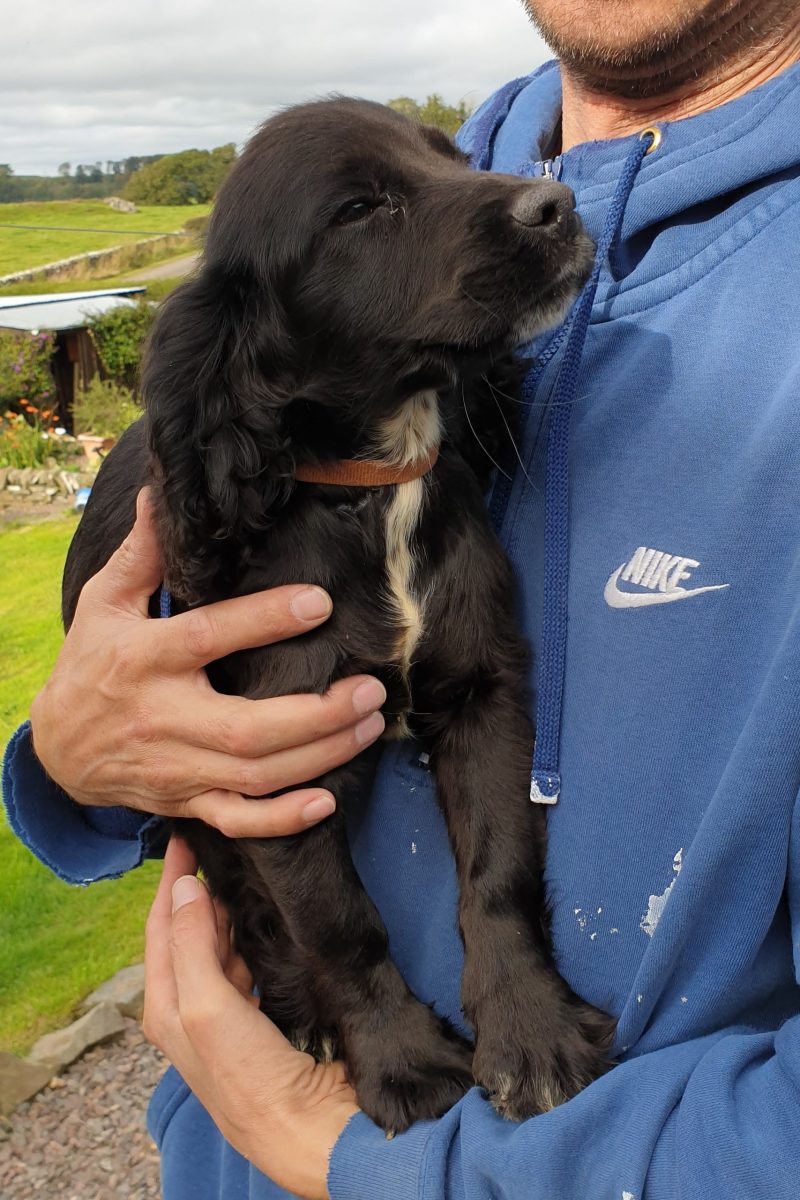 puppies for sale
