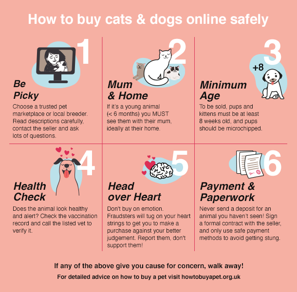 infographic showing how to buy puppies online safely