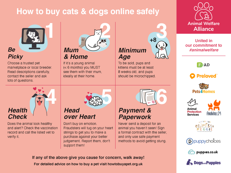 9 Korthals Griffon Puppies for sale Puppy Choices